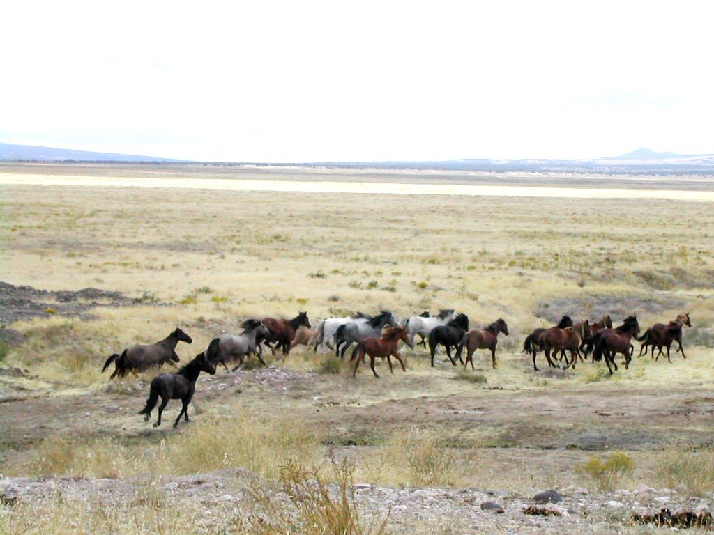 Le mustang... 28rwnpzk