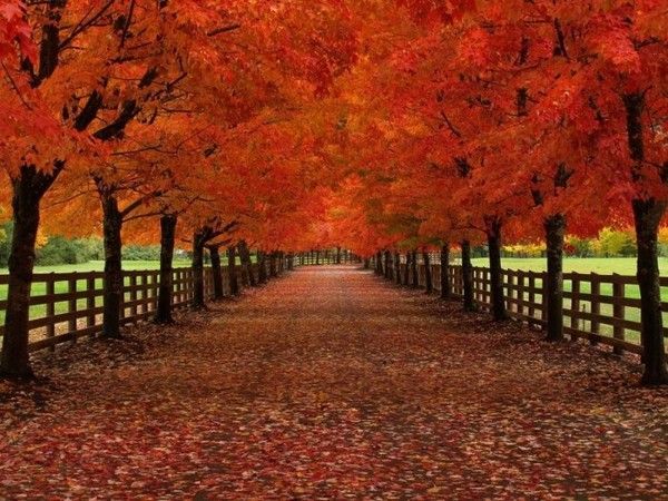 Sur une route en automne